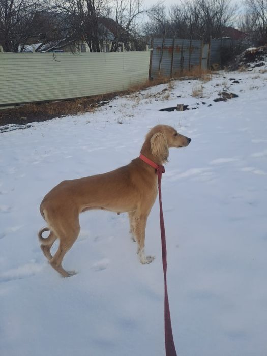 Сары тазы документпен