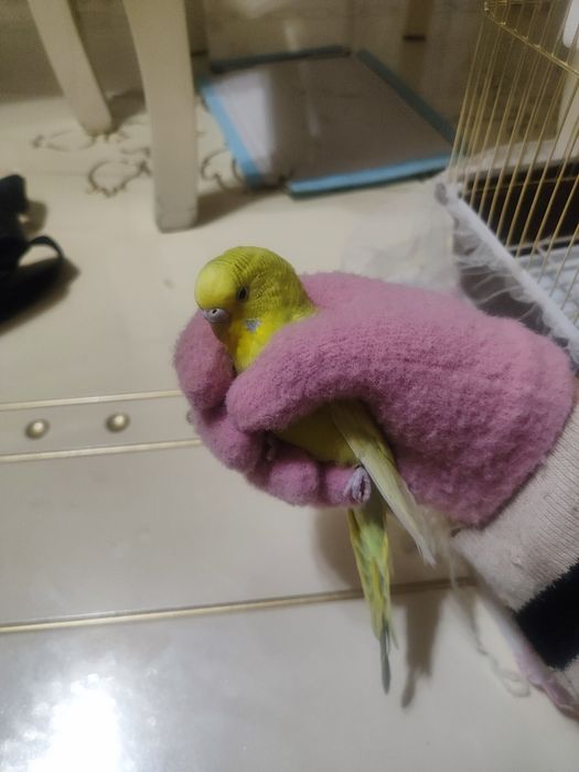 волнисый попугай с клеткой