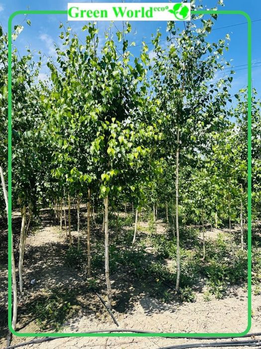 Tabiatning nafis mo’jizasi- Beryoza!