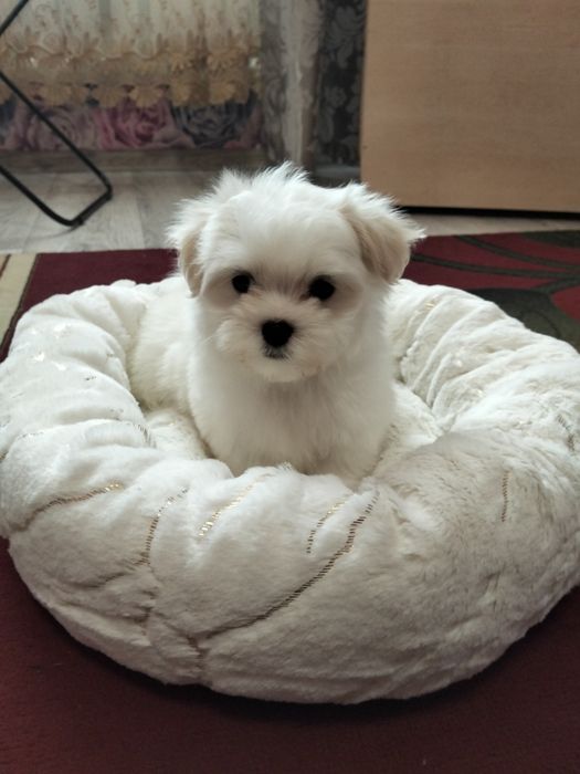 Продам мальтезе мини