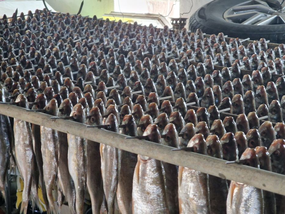 Балық рыбец, қақталған. Сушеный рыбец.