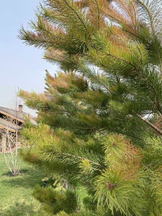 Опрыскивание деревьев.