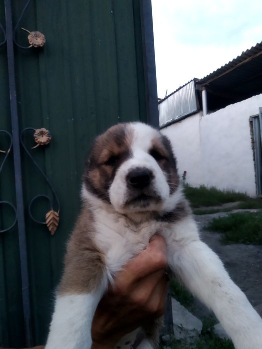 продаются щенки алабая