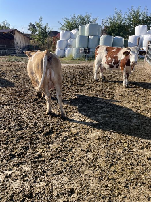 Vînd vaci Baltata Romaneasca