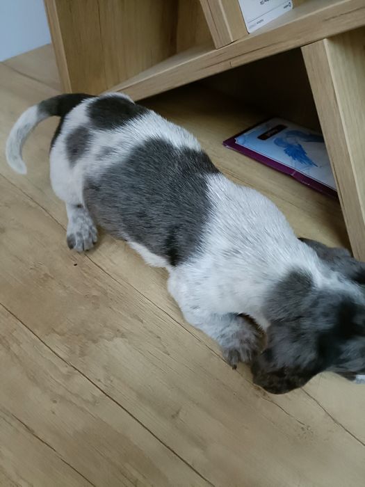 Teckel mini arlechin merle tekel mini