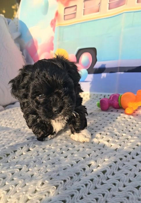 Малтипу /малтийска болонка и пудел тийкъп/