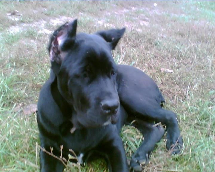 Dresaj caini la domiciliu