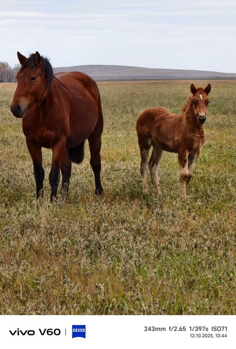 Продам  кобылу полутяж
