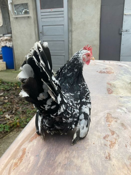 Oua din păsări de expoziție Chabo Bobat de vânzare!