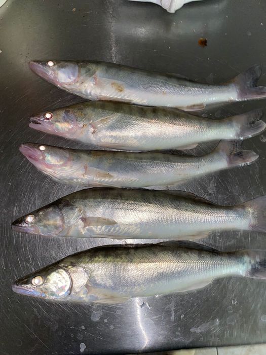 Судак балық сатылымда бар!!!