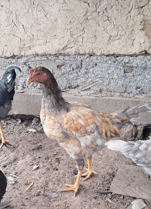 Продам петухов молодые