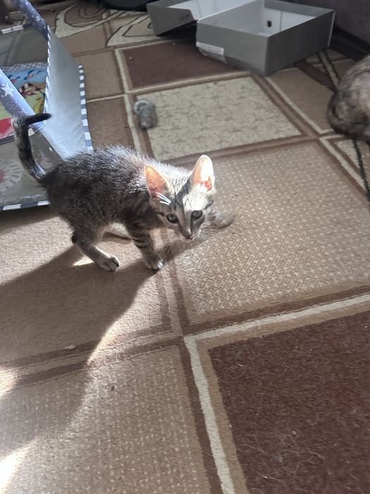 Отдам котят 2 мальчика
