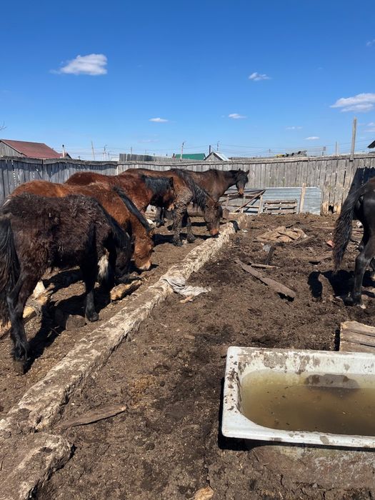 Продам лошадей 500 тыс