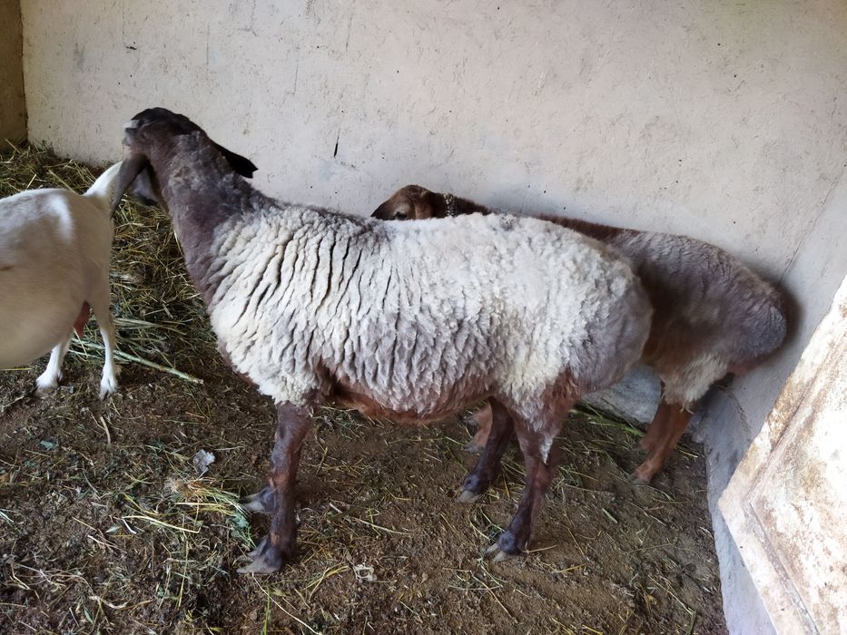 Семіз қойлар сатылады