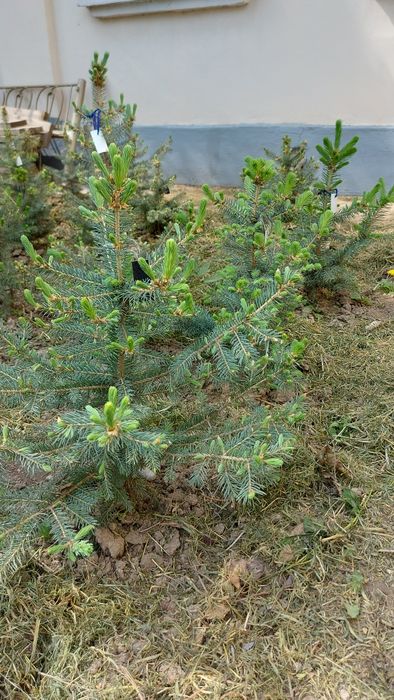 Голубые ели , Тянь шанские.