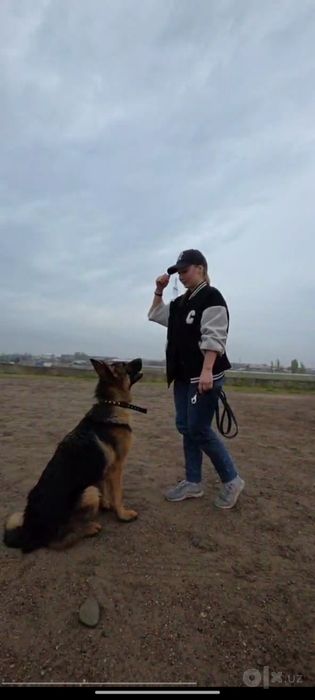 Профессиональная дрессировка собак в Ташкенте