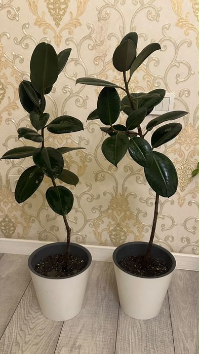 Продам шикарные комнатные фикусы эластика