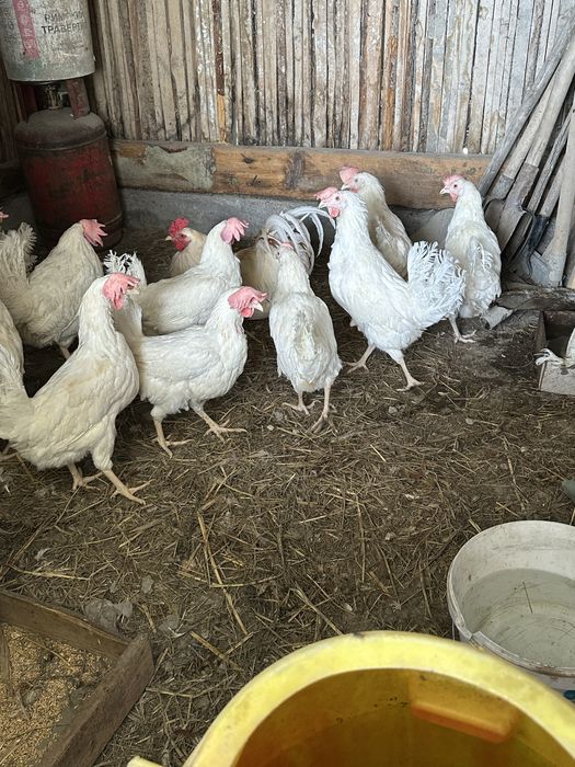 Куры несушки белые