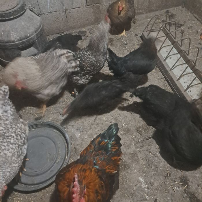 Продам молодых петушков