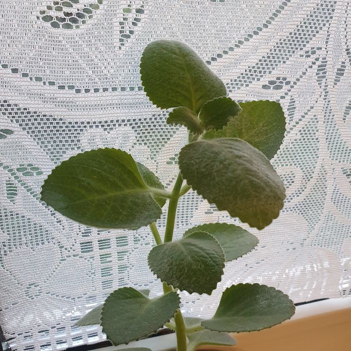 Продам комнатное растение Мята