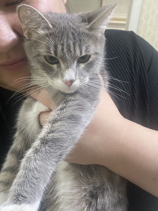 Отдам в добрые руки