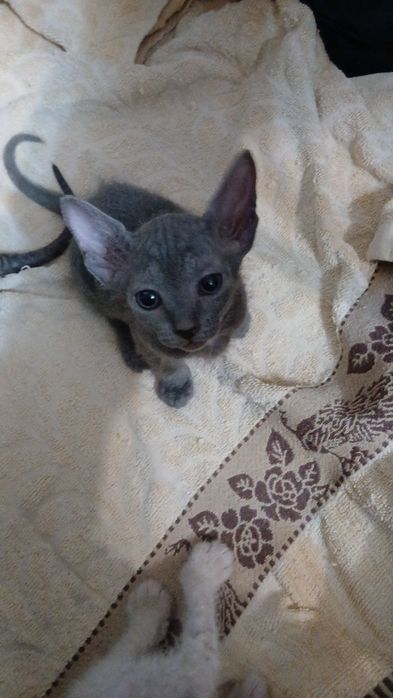 Котята канадский сфинкс