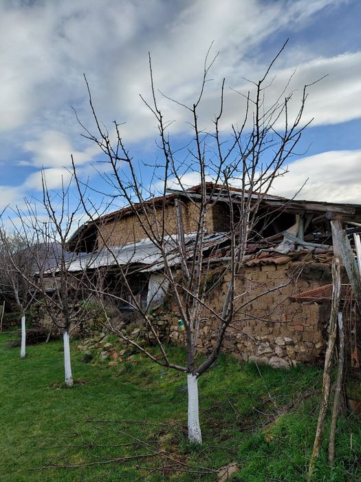 Резитба на овошки лозя асми и др. 2лв по договаряне