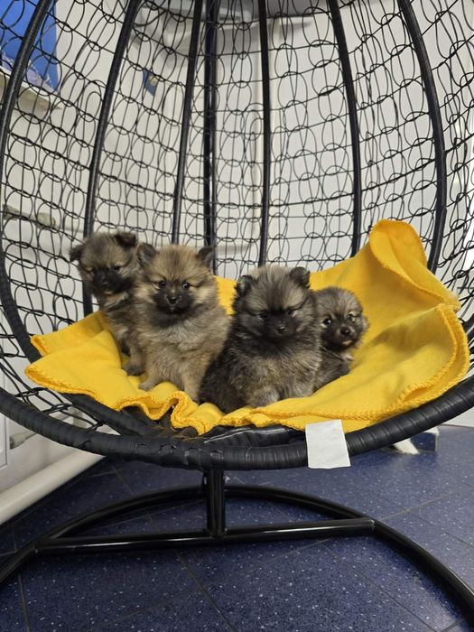 Померан Померанче