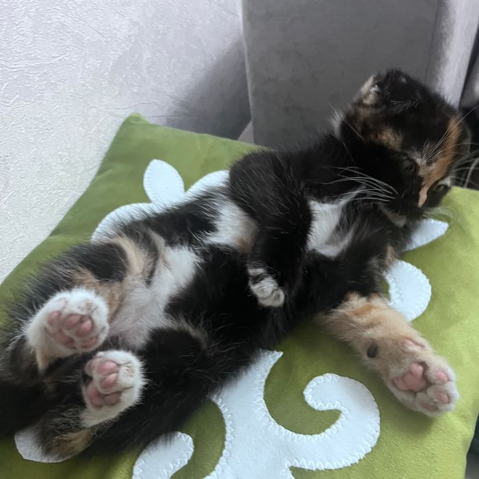 Шотландская вислоухая кошка