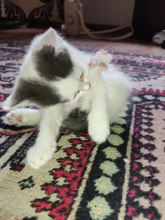 отдам котят в хорошие руки