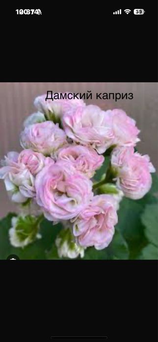 Пеларгония и глоксиния