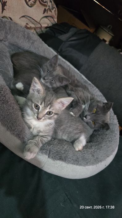 Отдам котят девочки