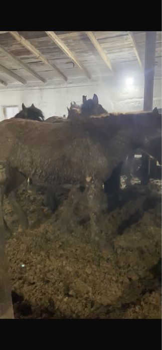 Тай жылқы лошади откорм