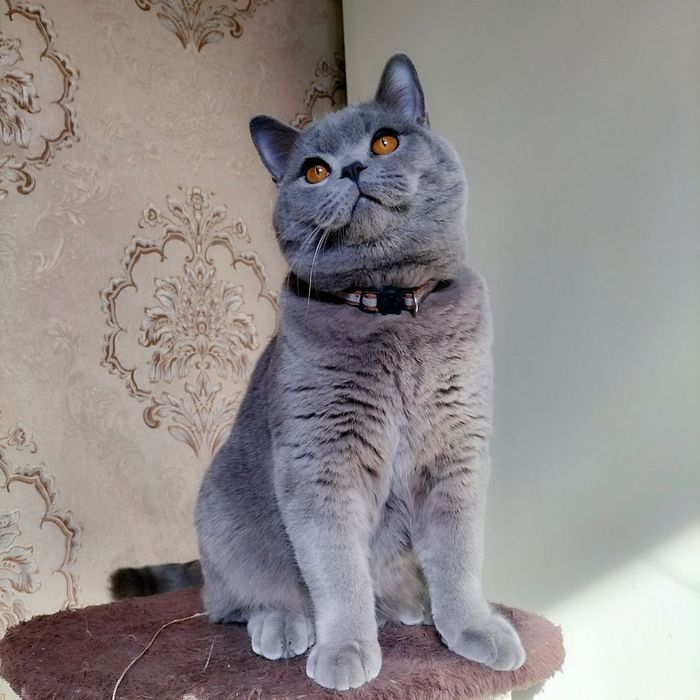 Вязка  кот (сотилмиди)