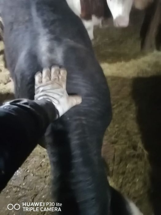 Откорм бұқалар сатылады