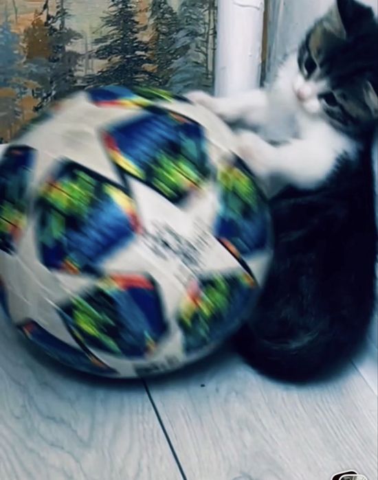 Отдам даром котенка