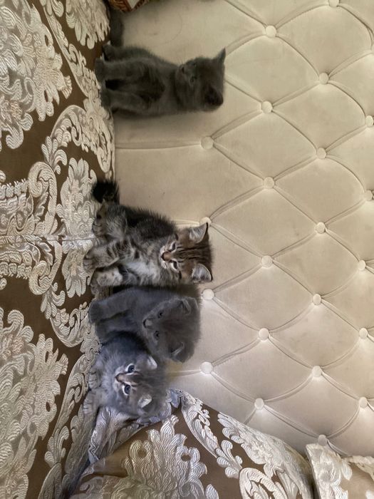 Продаются котята