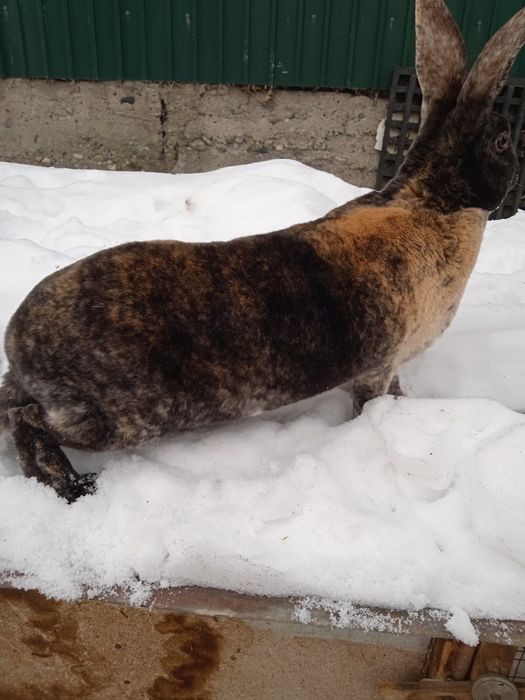 Продам мясо кролика.