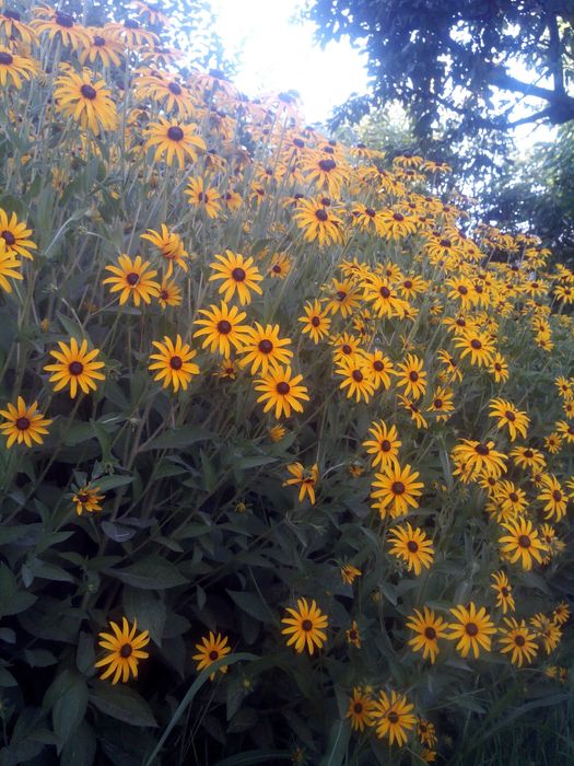 Продам саженцы ромашки (Жёлтая и Белая)