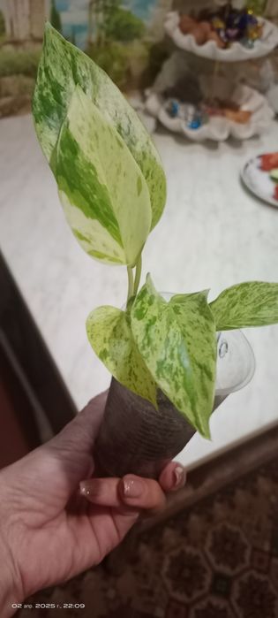 Продам герани сортовые