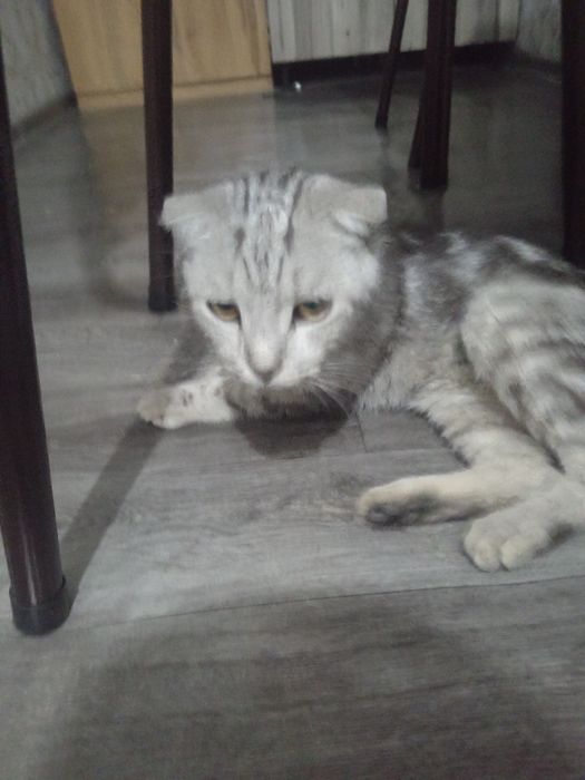 Mushukvoy uydan ko'chaga chiqmagan