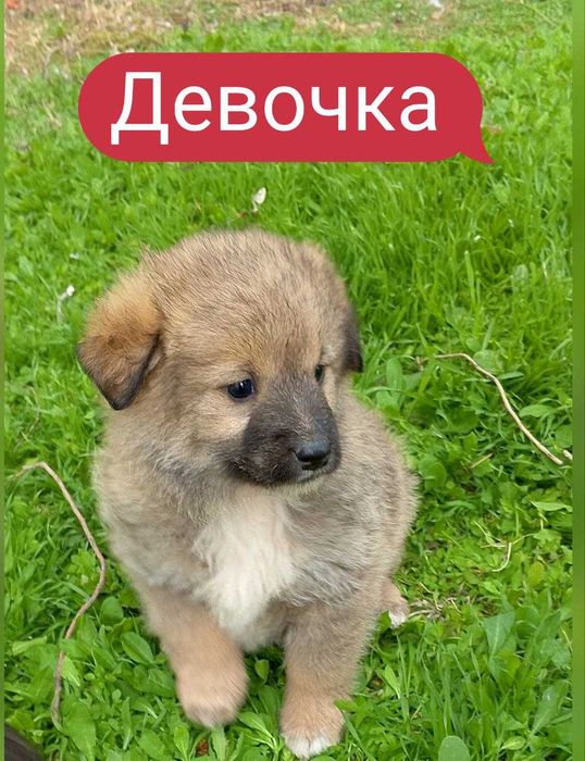 Щенки в добрые руки