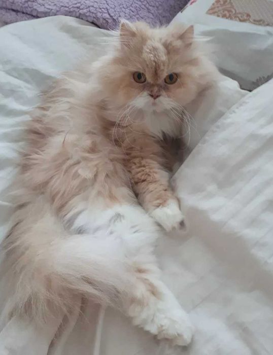 Предлагам персийска котка