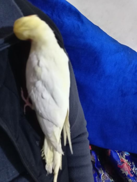 Карелла ручной папугай