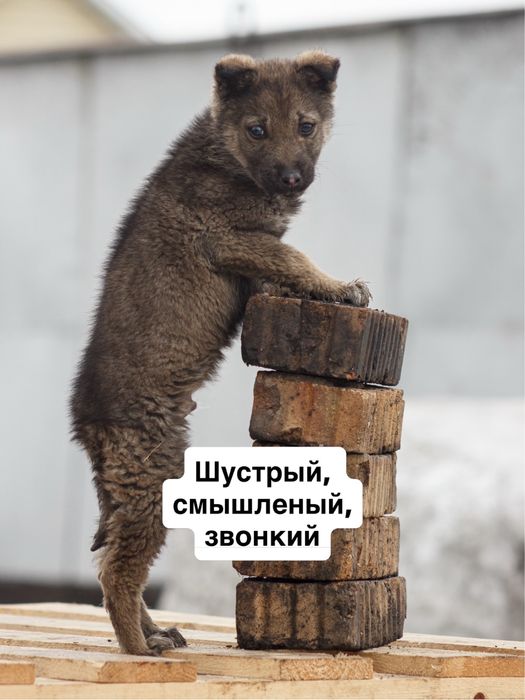 Дарим щенка