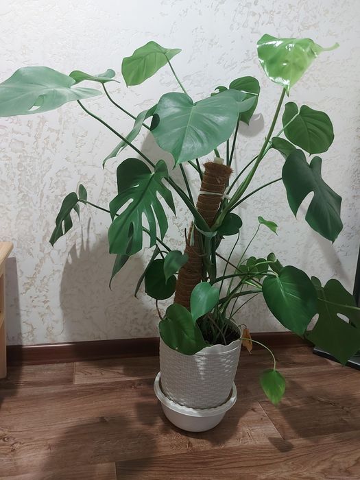 Комнатный цветы монстеру делициоза