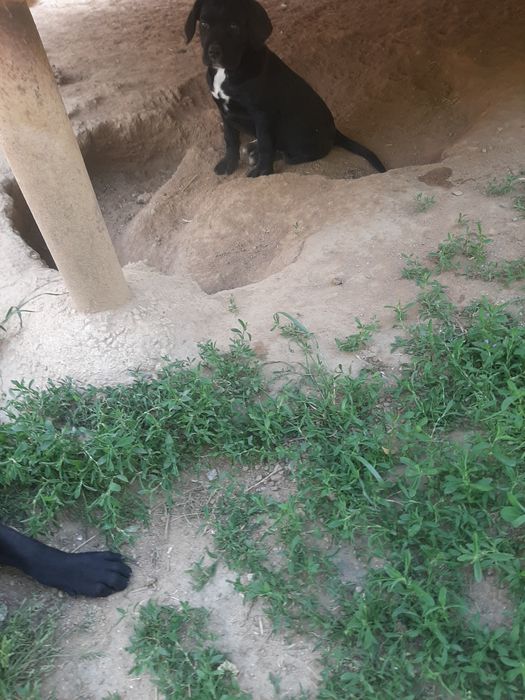 Femela cane corso neagra