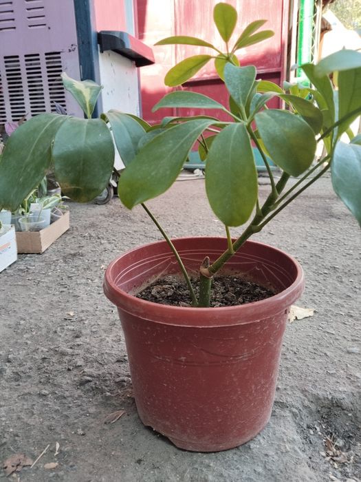 Лирата, Мокламе, Шефлера