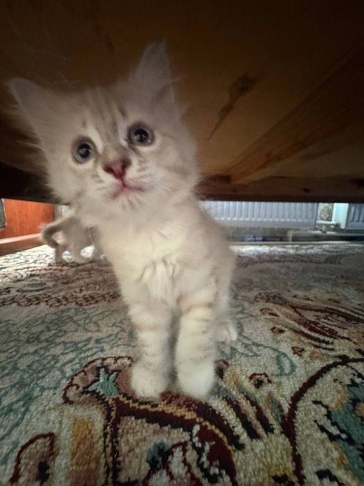 Hayland strayt 2 ta bolasi bor