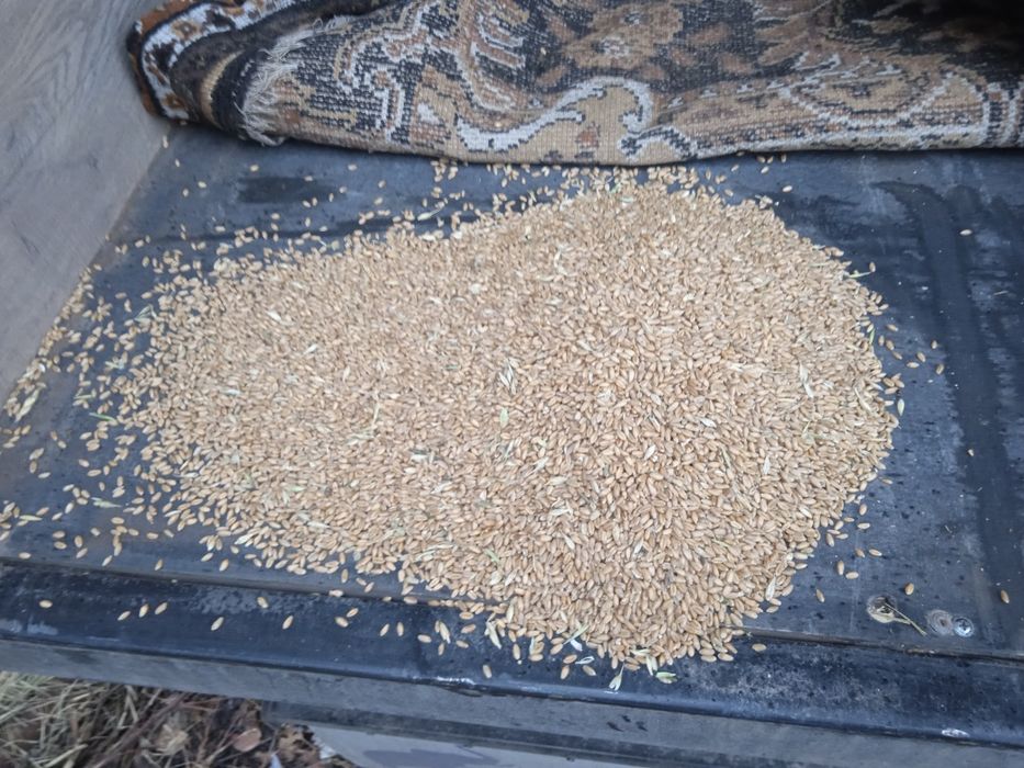 Продам ячмень в мешках 90 тенге за килограмм.